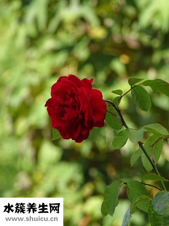 六神花露水怎么打開