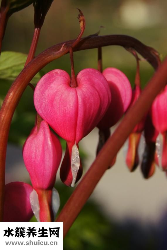 情花毒怎么解的