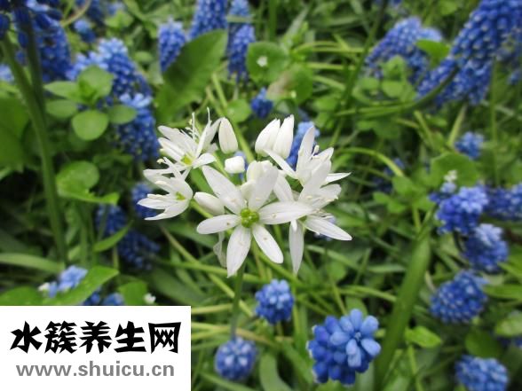 轉運竹怎么擺放