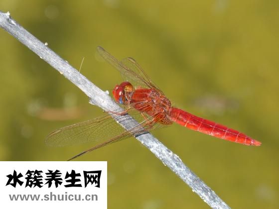 穿耳洞后紅腫怎么辦