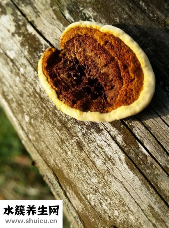 吃抗生素怎么保護肝