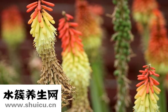 怎么收集牽牛花種子