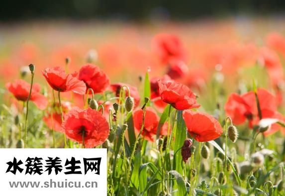 香戀物語怎么用