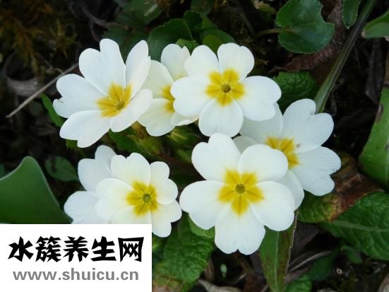 花落丹果怎么用