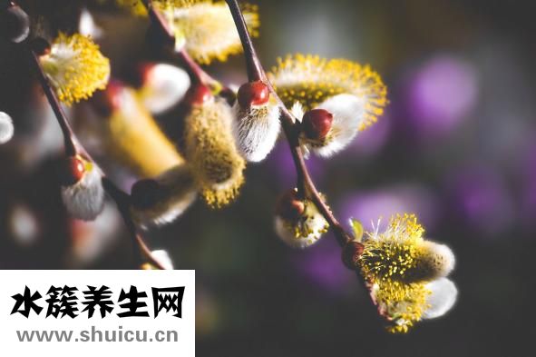 情花毒怎么解的