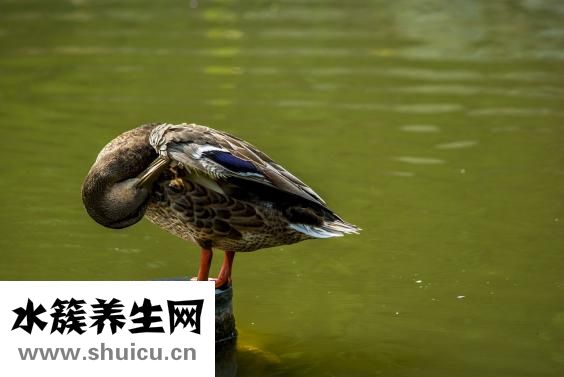 外陰長粉刺怎么辦