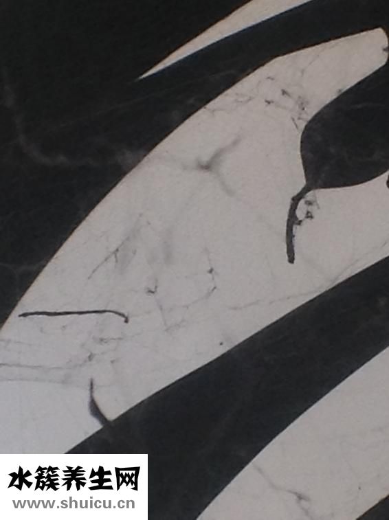 灰塵螨蟲過(guò)敏怎么辦