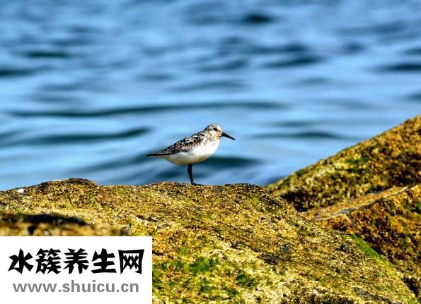 傳奇蟲子怎么走