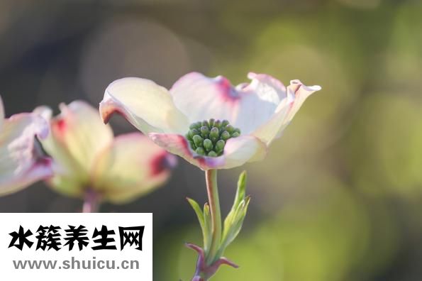 太青之靈怎么加點