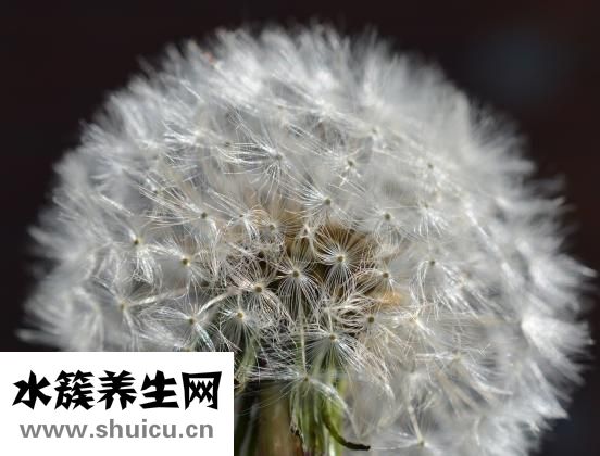 蒲公英的根怎么吃