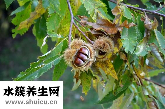 大板栗怎么去皮