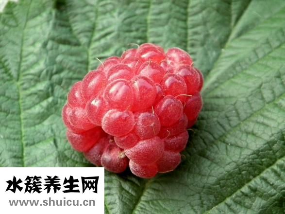 新鮮苦瓜怎么泡水喝