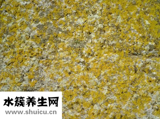 黃色呢大衣怎么搭配