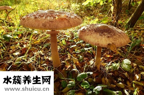 活菌菇怎么食用