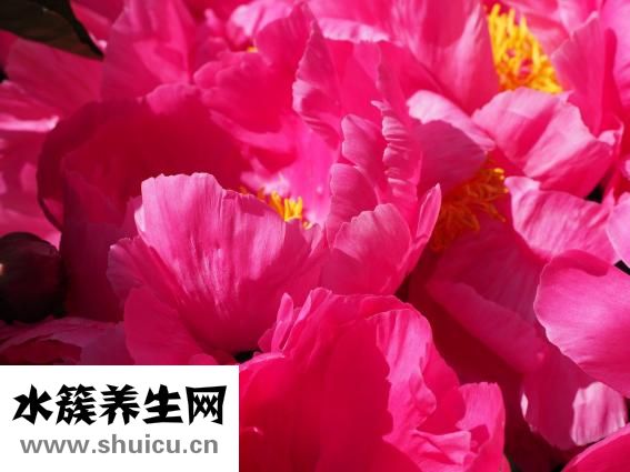 小牡丹怎么養(yǎng)