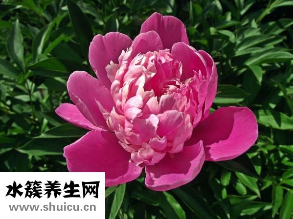 小牡丹怎么養(yǎng)