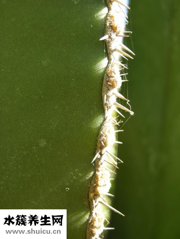 章魚(yú)的烏魚(yú)怎么吃