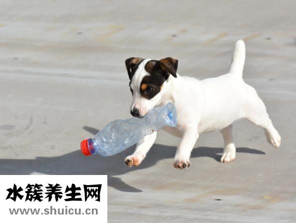 犬腦炎怎么預(yù)防