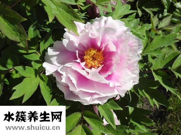 小牡丹怎么養(yǎng)