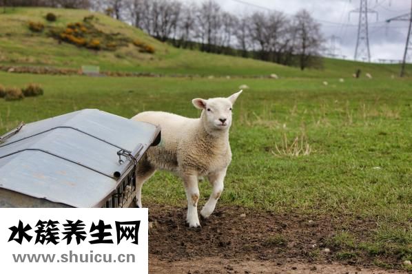 嬰兒胎垢怎么去除