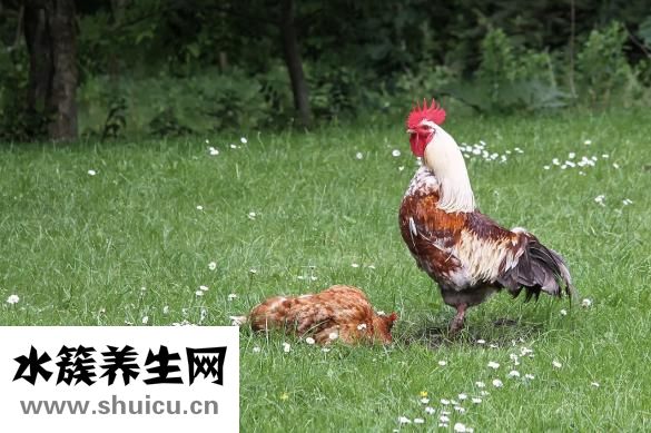 母雞下小蛋怎么