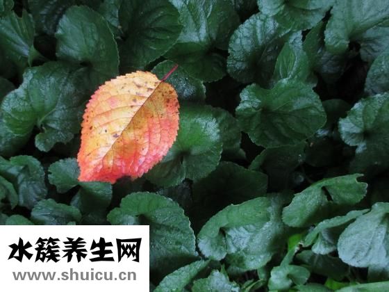 雨刷器凍住了怎么辦