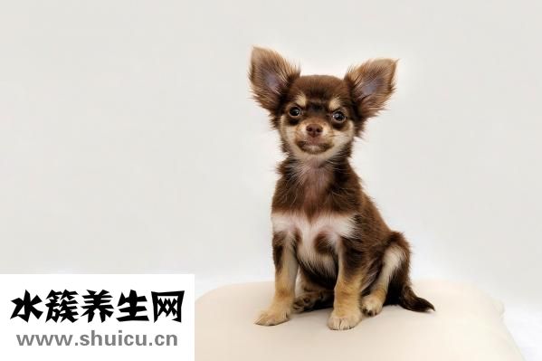 吉娃娃怎么驅(qū)蟲