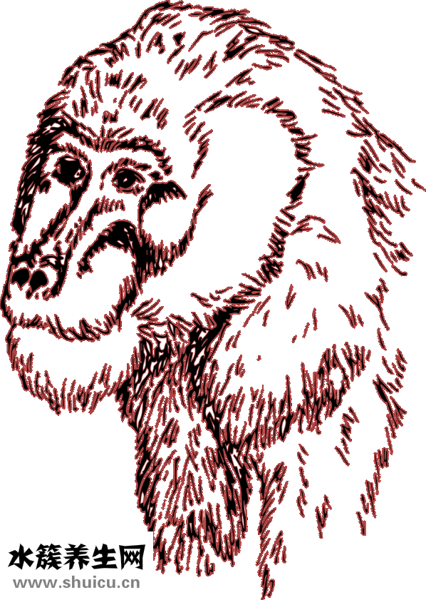 顴骨很寬怎么辦