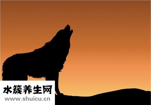 速食海參怎么做