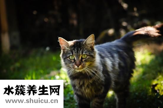 眼睛起絕眼怎么回事