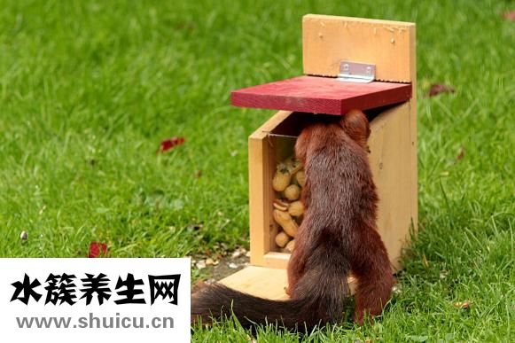 豆漿機怎么榨花生