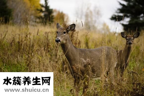 魚兒是怎么睡覺的