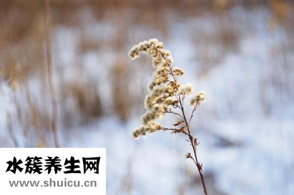 怎么判斷是否假孕