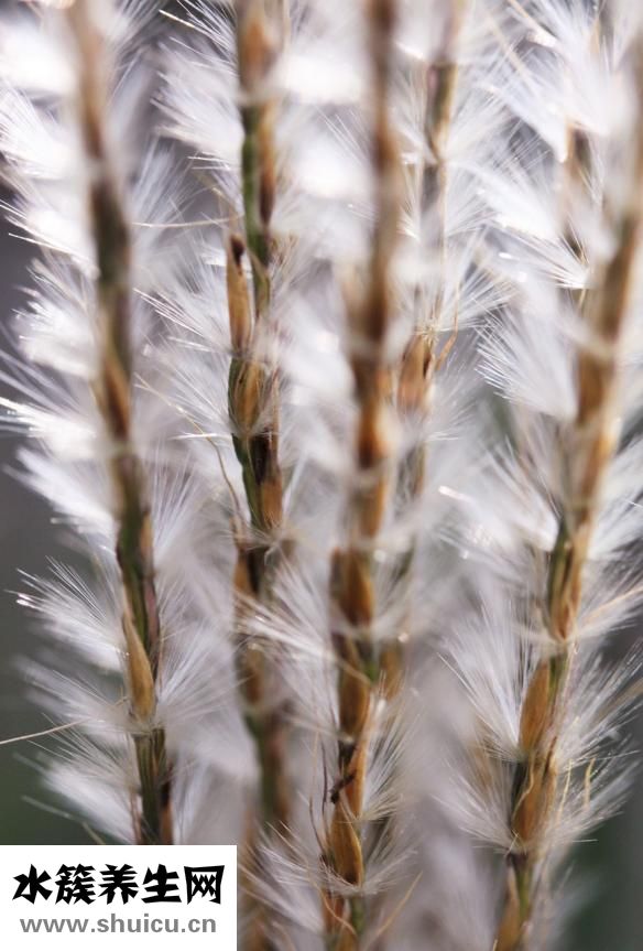 怎么判斷是否假孕