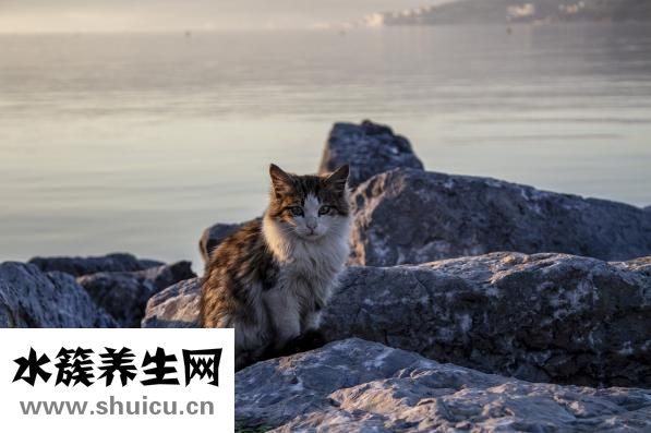 眼睛腫痛怎么辦