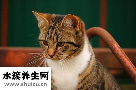 眼睛進去東西怎么辦