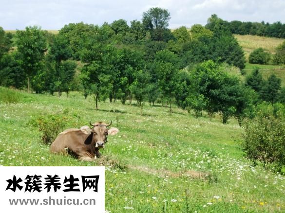 紅燒牛筋怎么做好吃