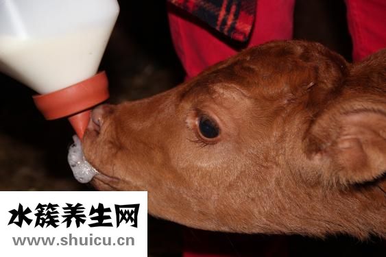 紅燒牛筋怎么做好吃