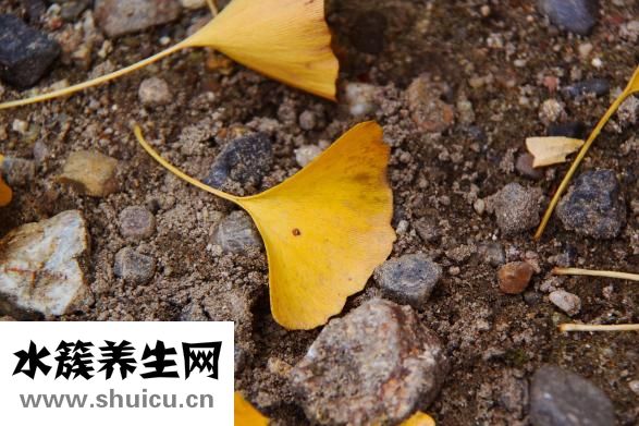 銀杏中毒怎么辦