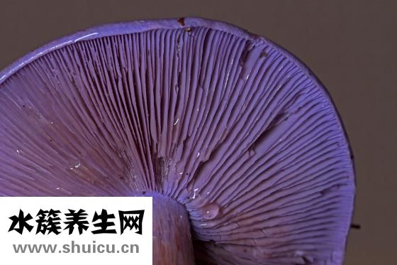 香菇轉(zhuǎn)色太淺怎么辦