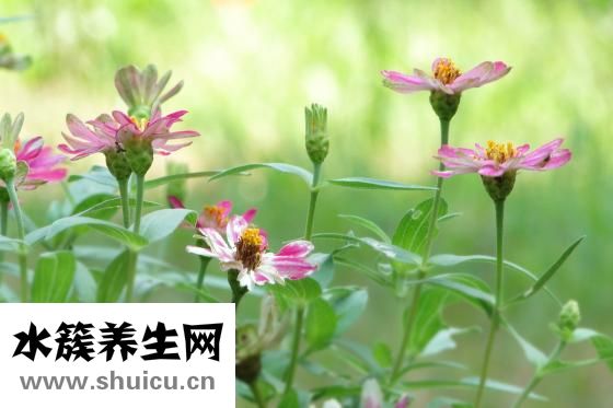 怎么用手指插菊花