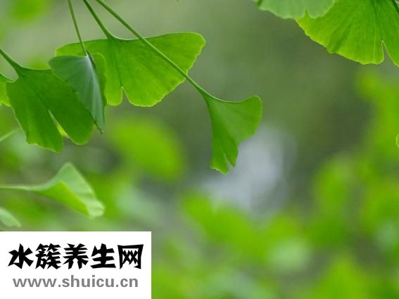 吃白果中毒了怎么辦