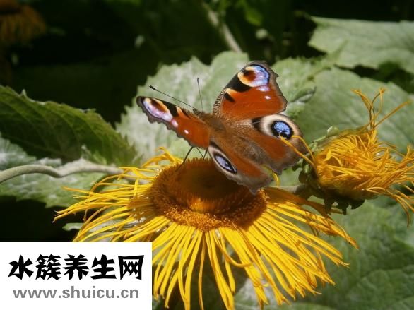 孔雀魚跳缸怎么回事