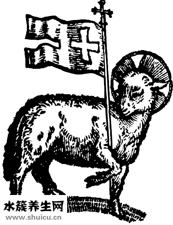 怎么做蔥爆羊肉嫩