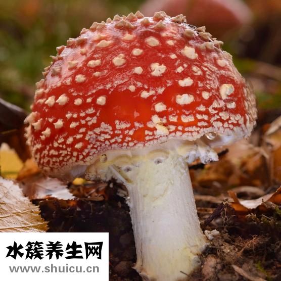 香菇轉(zhuǎn)色太淺怎么辦