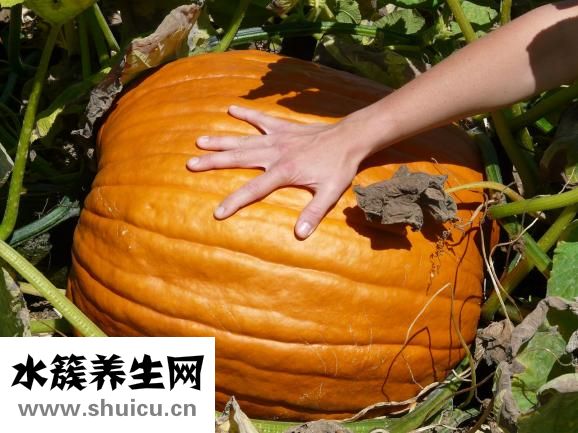 橙子怎么熱著吃