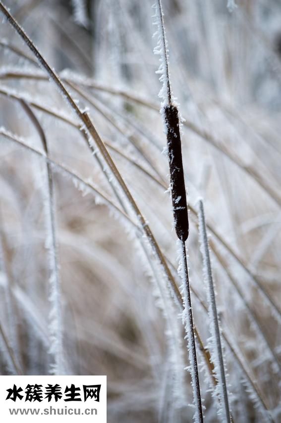 胰腺瘤該怎么辦