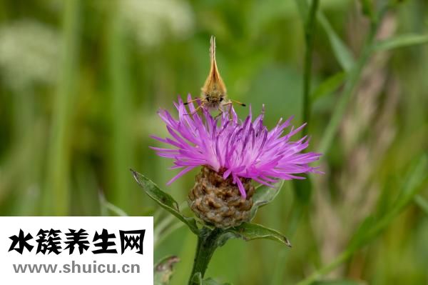 天生眼皮厚怎么變薄