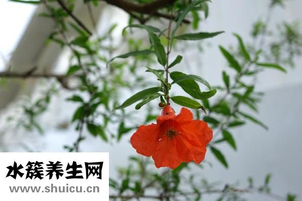 新鮮石榴怎么保存