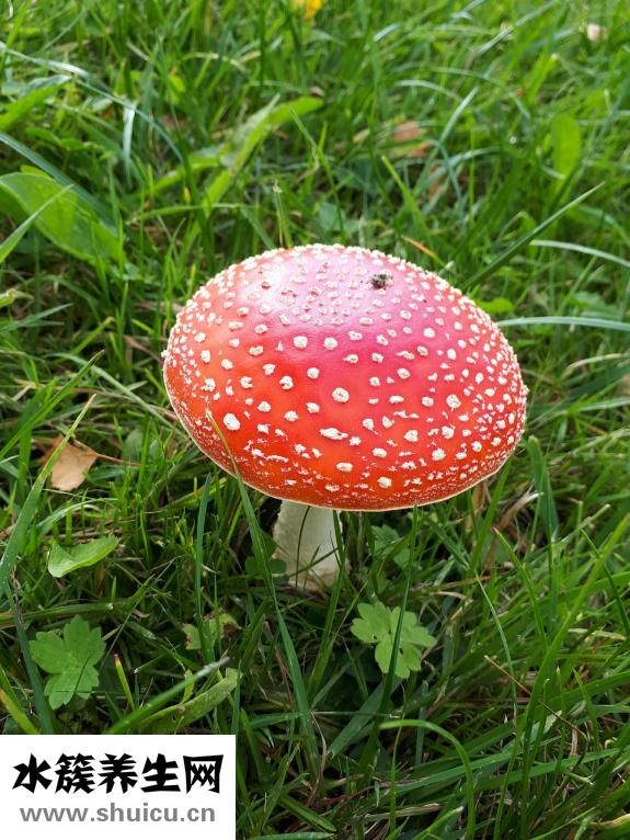 香菇轉(zhuǎn)色太淺怎么辦